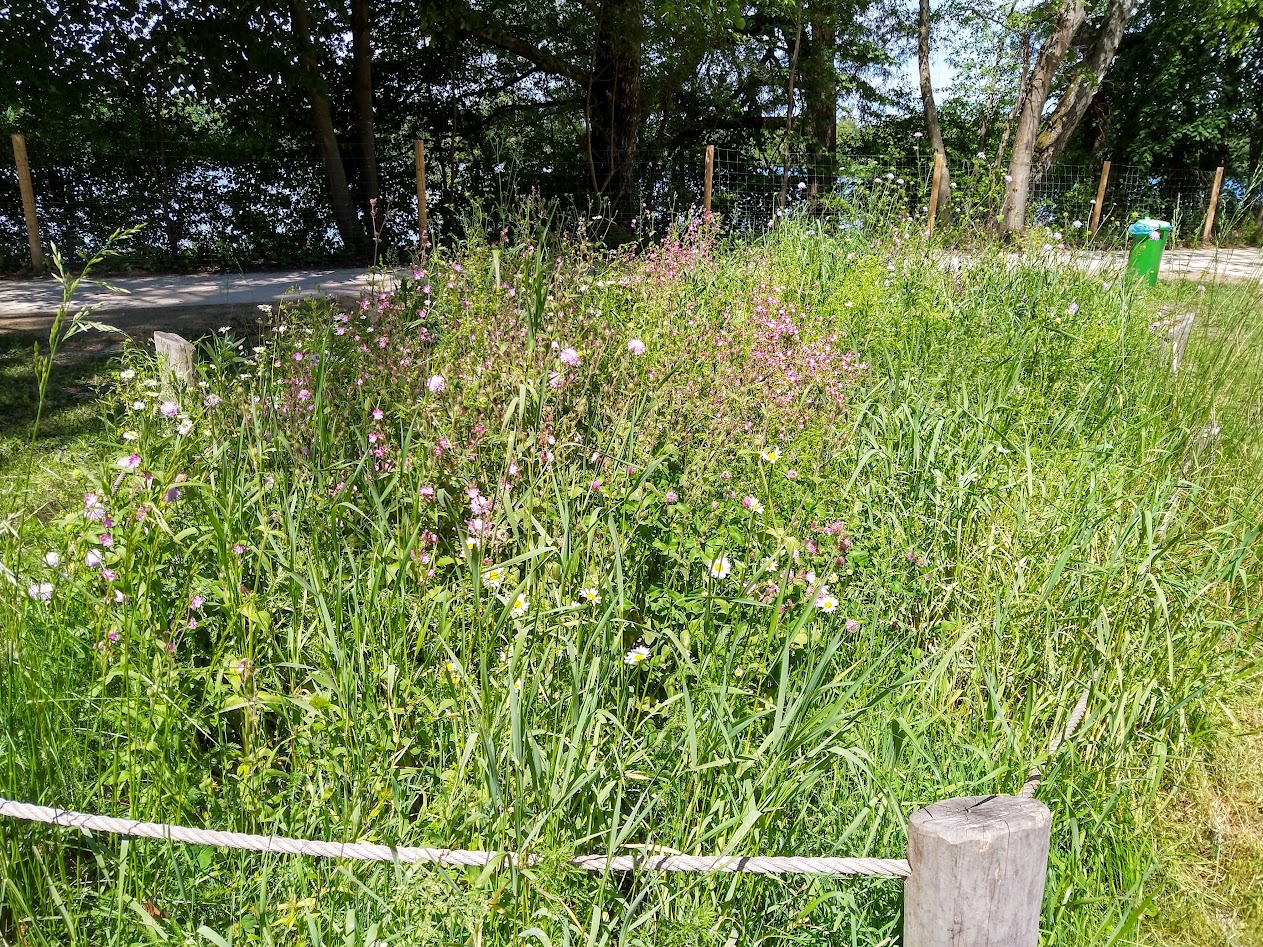 Area designated for wild flowers to grow