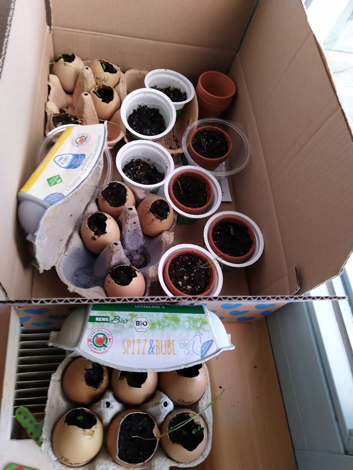 Plants growing inside the flat