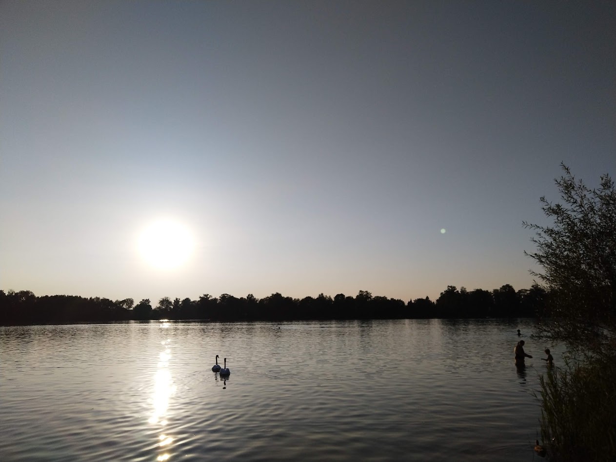 Lake nearby with swans on a late summer day.