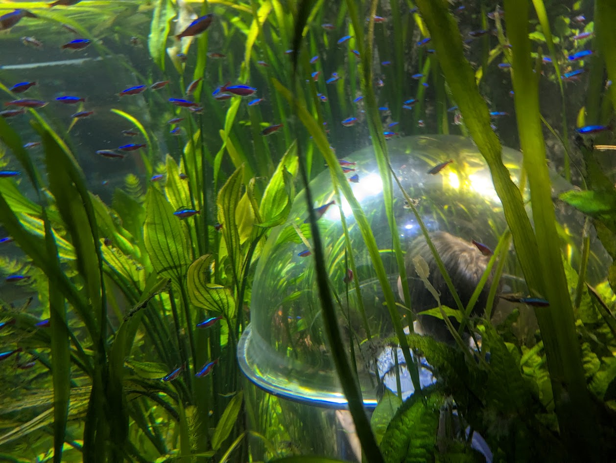 Feeling surrounded by fish and plants in Legoland Atlantis.
