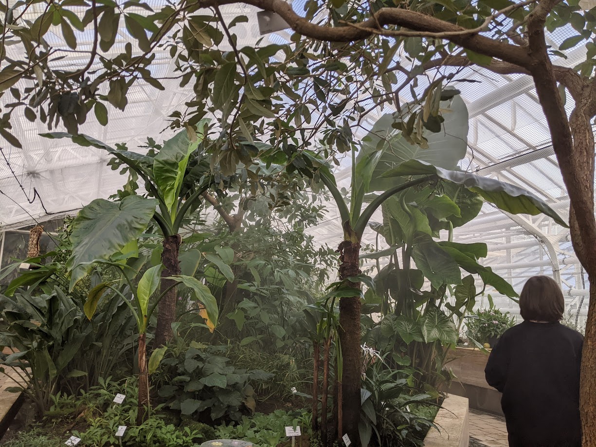 Misty impression in the greenhouse.