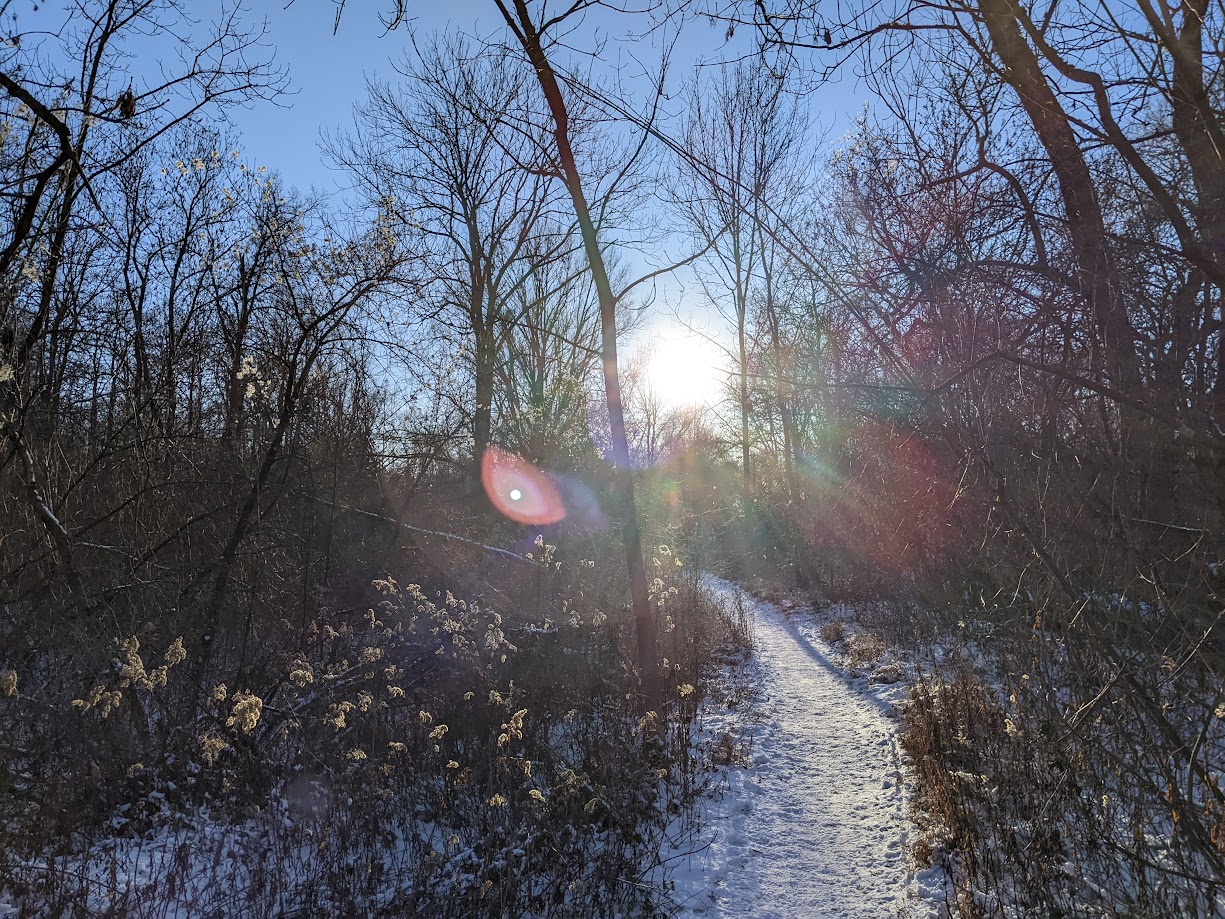 Sun reflections on a sunny walk in the forest.